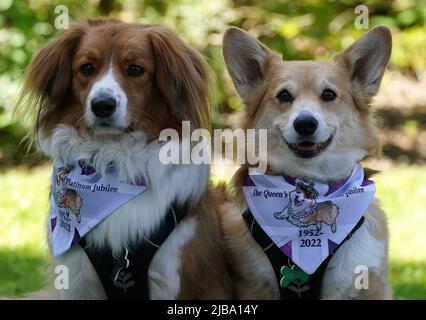 Corgis Bradley und Hovis(r) bei Balmoral während einer Veranstaltung mit der Corgi Society of Scotland anlässlich des Platin-Jubiläums von Königin Elizabeth II. Das Schloss in Aberdeenshire ist das Ferienhaus aus dem 19.. Jahrhundert, in dem die Königin und Mitglieder der königlichen Familie jedes Jahr zwischen August und September ihren traditionellen Urlaub verbringen. Bilddatum: Samstag, 4. Juni 2022. Stockfoto