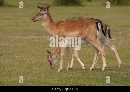 New Forest Hampshire England Großbritannien Stockfoto