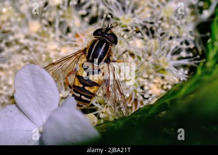 Braunschweig, Deutschland. 04.. Juni 2022. Eine Hain-Schwebefliege (Episyrphus balteatus), auch stehende Fliege oder Buzzing-Fliege genannt, sucht auf den Blüten einer Kletterhortensie (Hydrangea petiolaris) nach Nahrung. Um sich vor Raubtieren zu schützen, ahmt die gelb-schwarze Färbung der Schwebefliege die einer defensiven Wespe nach. Er hat jedoch keinen Stich an sich und ist völlig harmlos. Die Nachahmung wird auch Mimikry genannt. Ausgewachsene Schwebfliegen ernähren sich ausschließlich von Nektar und Pollen; zusammen mit Bienen sind sie unsere wichtigsten Bestäuber. Quelle: Stefan Jaitner/dpa/Alamy Live News Stockfoto