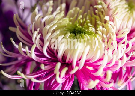 Große Knospe der schönen Chrysantheme Rosanna Charlotte mit rosa und grünen Blütenblättern Makrofoto. Duo getönte Chrysantheme Blume großen Blüten, kollektiv Stockfoto