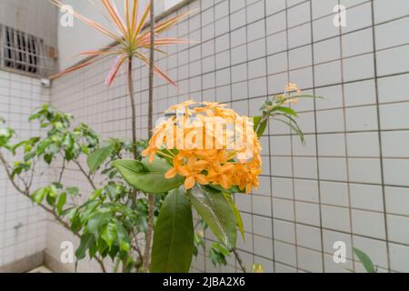 Gelbe ixora Blume in einem Garten in Rio de Janeiro, Brasilien. Stockfoto