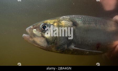 Zwei Shad auf dem Fluss severn, die freigelassen werden Stockfoto