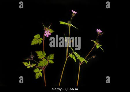 Herb robert blüht und Laub isoliert gegen Schwarz Stockfoto