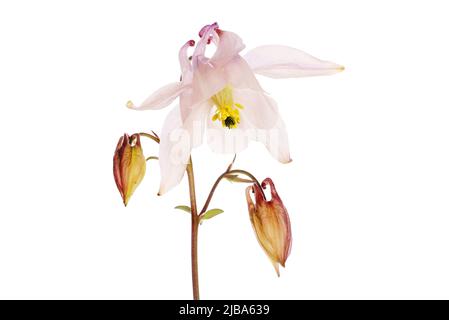 Blasse Aquilegia blühet und Knospen isoliert gegen Weiß Stockfoto