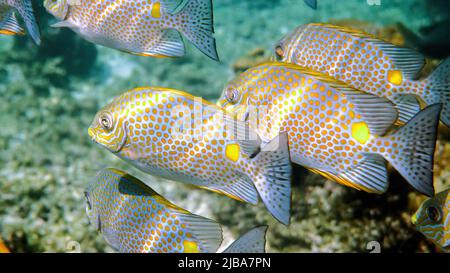 Unterwasser-Video von Goldrabbitfish oder Siganus guttatus Schule im Korallenriff von Thailand. Schnorchel- oder Tauchaktivitäten. Unterwasserriff. Meer und Stockfoto