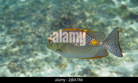 Unterwasserfoto des goldenen Rabbitfish Siganus guttatus Schule in Korallenriff Stockfoto