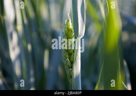 Grüne junge Ähre des Weizens, der Gerste. Selektiver Fokus. Stockfoto