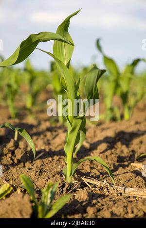 Grüner Spross von jungen Mais. Unscharfer Hintergrund. Stockfoto