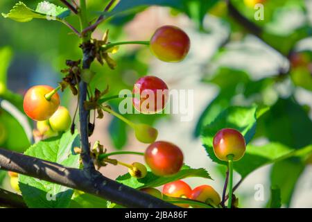 Rote Kirschen auf einem Ast. Stockfoto