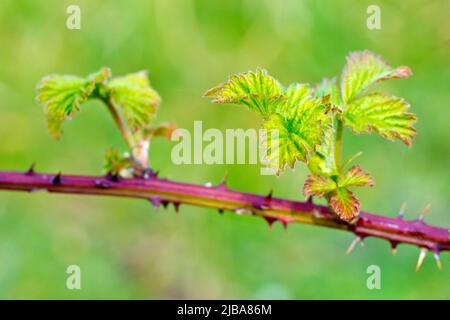 Bramble oder Blackberry (rubus fruticosus), Nahaufnahme mit einem stacheligen, nachlaufenden Stamm mit frischem Wachstum, das im Frühjahr entlang seiner Länge sprießt. Stockfoto