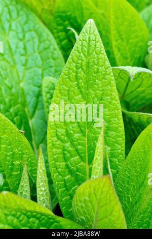 Beinwell, wahrscheinlich Tuberöse Beinwell (symphytum tuberosum), Nahaufnahme eines Flecks frischer grüner Blätter, die im Frühjahr erscheinen. Stockfoto