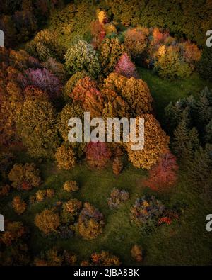 Bäume des Herbstwaldes in bunten Farben. Drohnenansicht Stockfoto