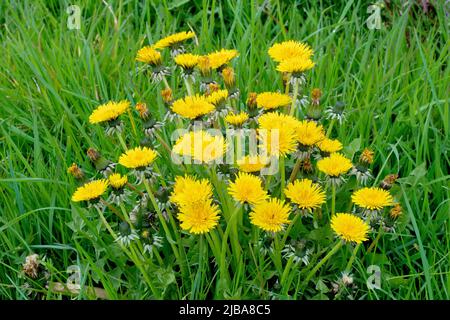 Dandelionen (taraxacum officinalis), Nahaufnahme eines großen Standes der gewöhnlichen leuchtend gelben Wildblume, die im langen Gras wächst. Stockfoto