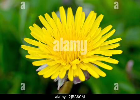 Dandelion (taraxacum officinalis), Nahaufnahme mit Fokus auf eine einzelne Blume der gewöhnlichen Wildpflanze, isoliert vor grünem Hintergrund. Stockfoto