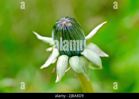 Dandelion (taraxacum officinalis), Nahaufnahme einer einsamen Blütenknospe der gewöhnlichen Wildblume, isoliert vor grünem Hintergrund. Stockfoto