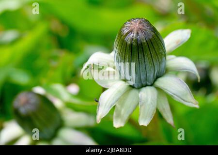 Dandelion (Taraxacum officinalis), Nahaufnahme mit Fokus auf eine einzelne Blütenknospe der gewöhnlichen Wildblume. Stockfoto