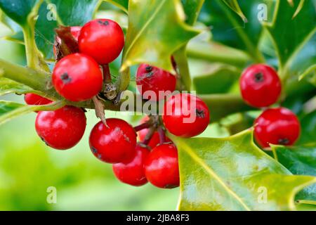 Holly (ilex aquifolium), Nahaufnahme einer Gruppe leuchtend roter Beeren, die im Frühjahr noch am Busch befestigt ist. Stockfoto