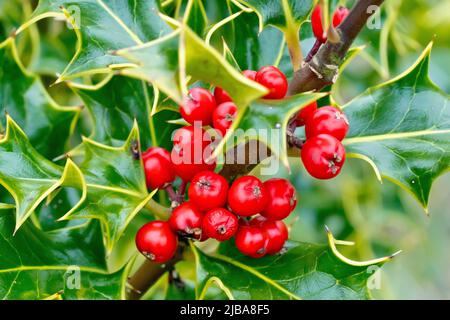 Holly (ilex aquifolium), Nahaufnahme einer Gruppe leuchtend roter Beeren, die im Frühjahr noch am Busch befestigt ist. Stockfoto