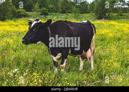 Reife, Erwachsene schwarze Kuh, sanftes Aussehen. Kuh grast auf einer grünen Wiese. Sommerlandschaft, Weide. Grasen auf dem Grasland Stockfoto