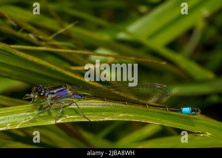 Blaue Libelle auf grünem Hintergrund an einem Sommertag, Makro, Nahaufnahme Stockfoto