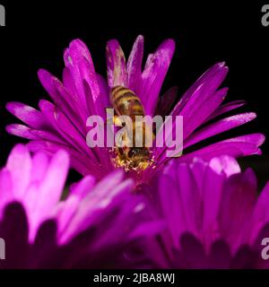 Honigbiene sammelt Nektar mit Kopf tief in einer Salbeiblume, mit Kopierraum, rosa Blüte, isoliert Stockfoto