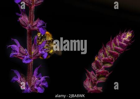 Hummel sammelt Nektar mit Kopf tief in einer Salbeiblume, mit Kopierraum, isoliert Stockfoto