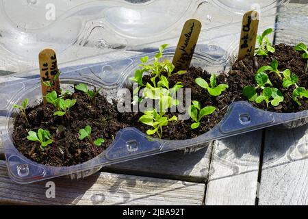 Winter Aussaat von Samen in Salatbehältern aus Kunststoff Stockfoto