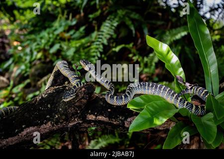 Wild Wagler's Pit Viper Schlangen, auch bekannt als Temple Pit Vipers, werden in einem Baum gesehen. Stockfoto