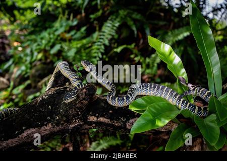 Penang, Malaysia. 04.. Juni 2022. Wild Wagler's Pit Viper Schlangen, auch bekannt als Temple Pit Vipers, werden in einem Baum gesehen. (Foto von Matt Hunt/SOPA Images/Sipa USA) Quelle: SIPA USA/Alamy Live News Stockfoto