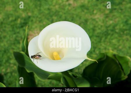 Nahaufnahme einer wunderschönen Calla Lily mit einer kleinen Biene, die auf der reinweißen Spathe ruht Stockfoto