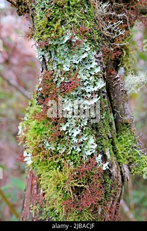 Nahaufnahme von Tree Bark, bedeckt mit verschiedenen Flechten auf Mt. Huana Picchu, Teil der Inka-Zitadelle von Machu Picchu, Region Cuzco, Peru Stockfoto