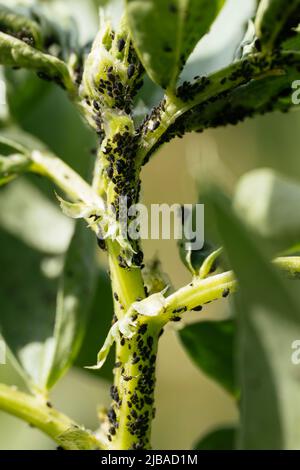 Schwarze Blattläuse auf einer breiten Bohnenpflanze Stockfoto