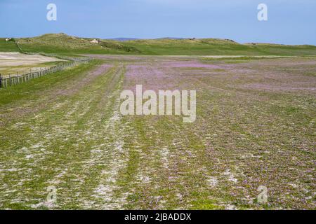 Im Frühsommer beginnen wilde Blumen an den von Machair freigelegten westlichen Küsten von North Uist, Äußere Hebriden, Schottland, zu blühen Stockfoto