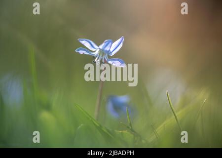 Frühling blaue Blume der sibirischen scilla im Freien Stockfoto