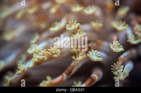 Alveopora Gänseblümchen-Seenkoralle mit blumenähnlichen Tentakeln, die unter UV-Licht leuchten, Nahaufnahme-Details - abstraktes Unterwasserbild der Unterwasserwelt Stockfoto