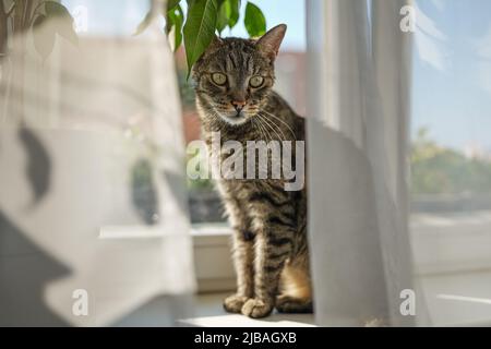 Graubraun gestromte Katze auf Fensterbank Ledge entspannen, Sonne scheint zu ihm, Nahaufnahme Detail Stockfoto