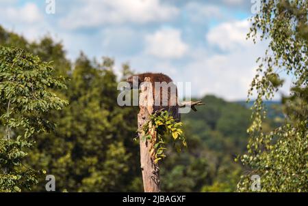 Wolverine aka wolverene - Gulo gulo - ruht auf trockenem Baum, verschwommener Wald und Himmelshintergrund Stockfoto