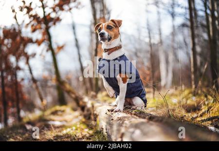 Kleiner Jack Russell Terrier in dunkelblauer Winterjacke, der sich auf einen umgestürzten Baum stützt, mit Gras- und Schneeflecken, verschwommenen Bäumen oder Sträuchern im Hintergrund Stockfoto