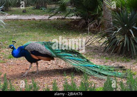 pfau im Garten Stockfoto