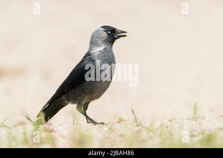 westliche Dohle, Corvus monedula, Single adult Walking on short vegetation, Donaudelta, Rumänien Stockfoto