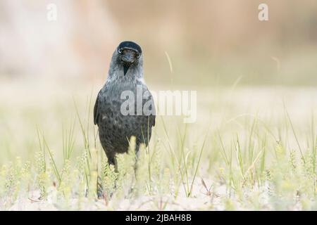 westliche Dohle, Corvus monedula, Single adult Walking on short vegetation, Donaudelta, Rumänien Stockfoto
