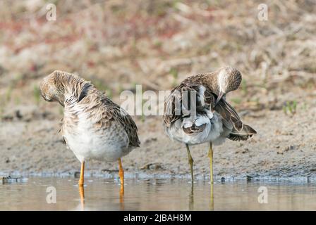 Ruff, Calidris pugnax, zwei Vögel, die im flachen Wasser stehen, Donaudelta, Rumänien, 28. April 2022 Stockfoto