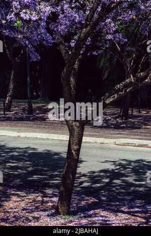 Allee der lebhaften violetten Jacaranda Blumen auf Bäumen in Lissabon, Portugal Stockfoto