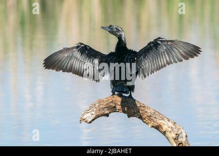 Pygmy Cormorant, Microcarbo pygmaeus, ein Erwachsener trocknet seine Flügel, während er auf einem Baumstumpf thront, Donaudelta, Rumänien, 25. April 2022 Stockfoto