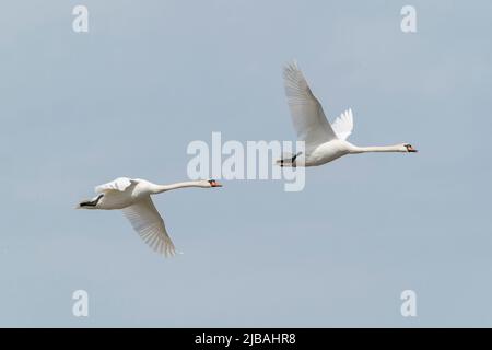 Muter Schwan, Cygnus olor, zwei Vögel fliegen über das Donaudelta, Rumänien, 28. April 2022 Stockfoto