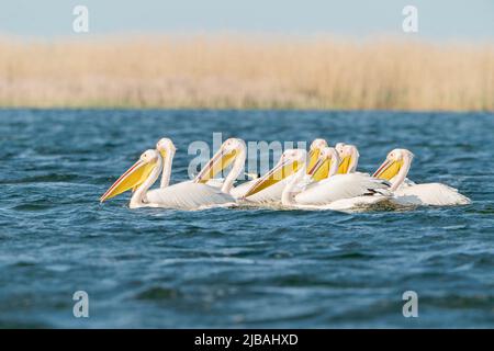 Großer weißer Pelikan, Pelecanus onocrotalus, Gruppe von Vögeln, die am Donaudelta fischen, Rumänien, 27. April 2022 Stockfoto