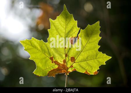 Bukarest, Rumänien - 05. August 2021: Ein sonnenbeschienenes grünes platanus-Blatt ist von Anthraknose betroffen. Stockfoto