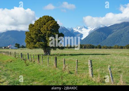 Baum im Feld in der Nähe von Zaun entlang der Straße im ländlichen Neuseeland Westland mit Fox Glacier in Berg Hintergrund. Stockfoto