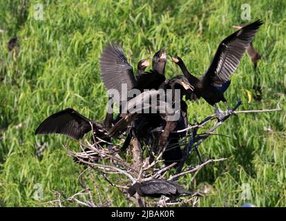 Cormorant Nesting Colony at Smith Oaks Bird Sanctuary, High Island, Bolivar: Fütterungszeit Stockfoto