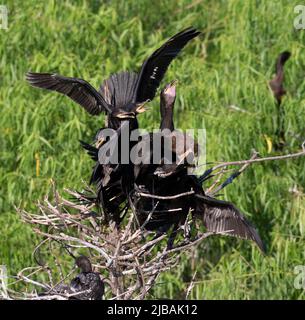 Cormorant Nesting Colony at Smith Oaks Bird Sanctuary, High Island, Bolivar: Fütterungszeit Stockfoto